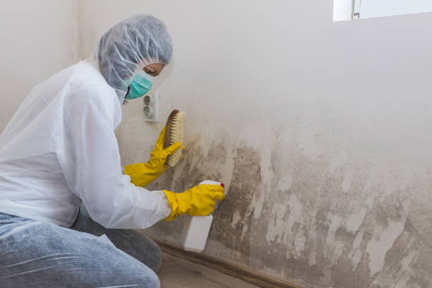 Best Mold Remediation for Healthcare Facilities  in Saint Johns University, MN