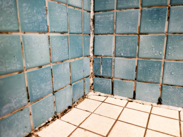 Best Residential Mold Inspection & Testing  in Saint Johns University, MN